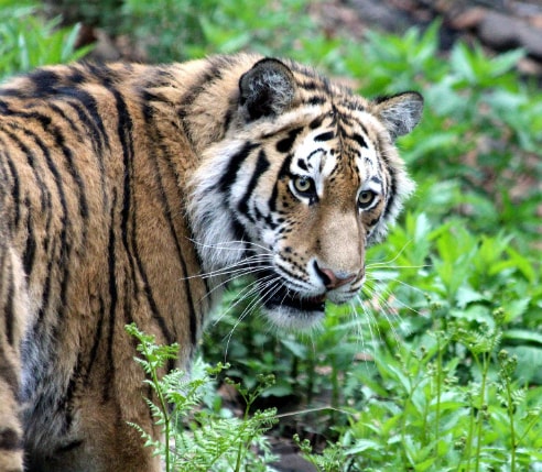 Amur Tiger, Vladivostok, Russia