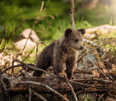 A cute bear cub in the forest