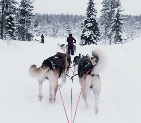 Dog sledding, Murmansk