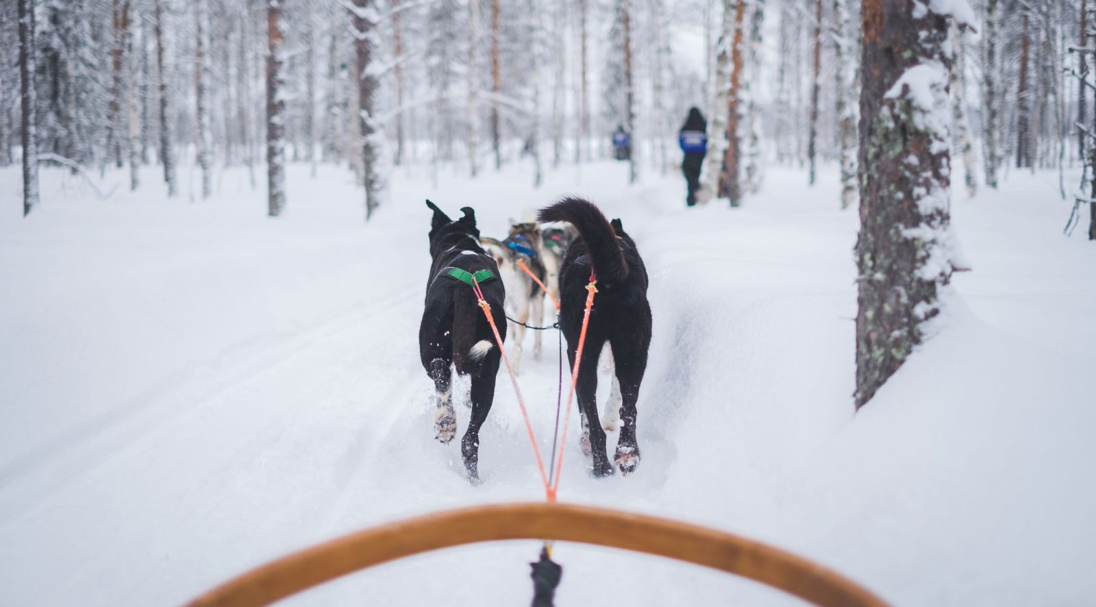 Murmansk Dog Sledding