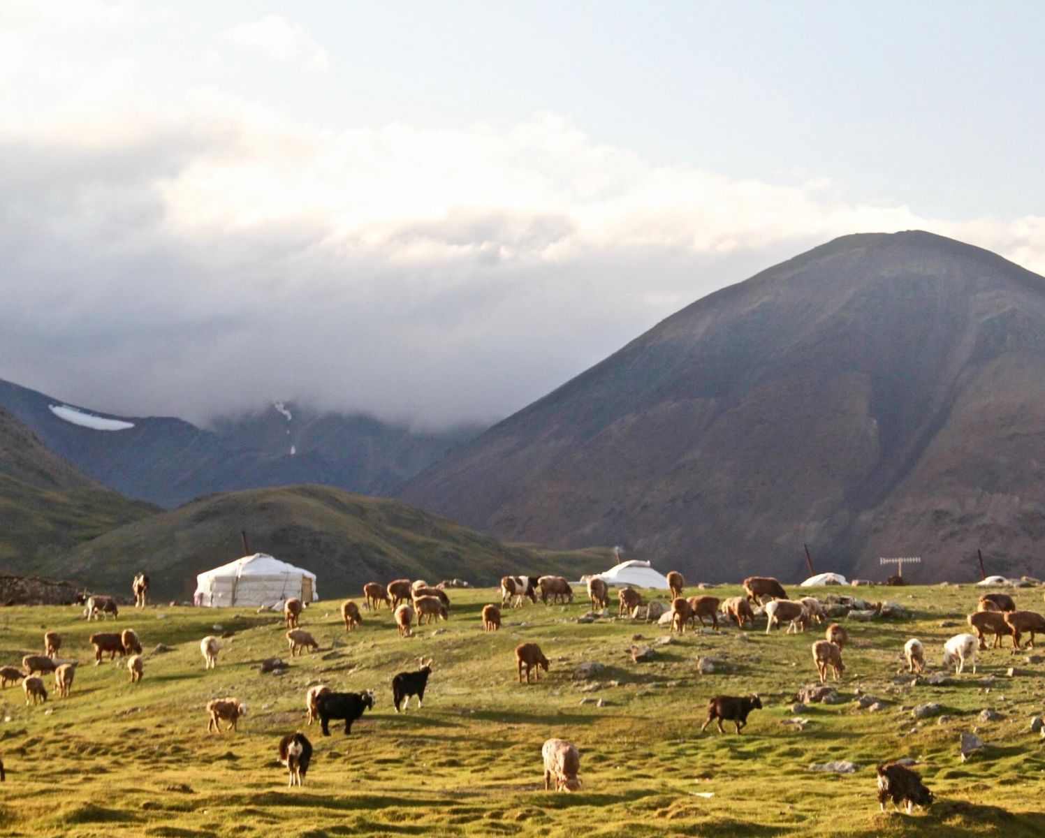 Mongolian yurts