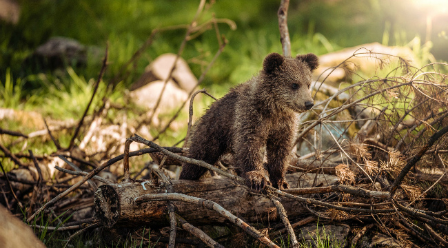 A cute bear cub in the forest