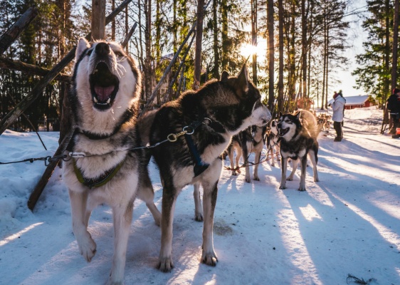 Life Above the Arctic Circle: Things to Do in Murmansk 