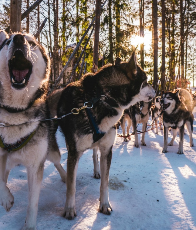 Life Above the Arctic Circle: Things to Do in Murmansk 